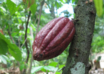 Tree-to-bar : Un chocolat de qualité supérieure pour se faire plaisir en toute conscience.