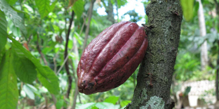 Tree-to-bar: High-End Schokoladen-Qualität für Genuss mit gutem Gewissen