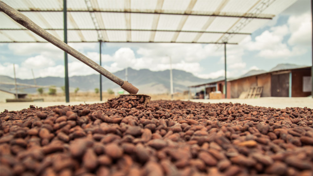 Meybol Cacao